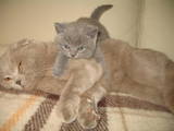 Кошки, котята Британская длинношёрстная, цена 600 Грн., Фото