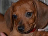 Собаки, щенята Довгошерста мініатюрна такса, ціна 400 Грн., Фото