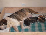 Собаки, щенята Іспанська мастіф, ціна 8000 Грн., Фото