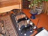 Собаки, щенки Испанский мастиф, цена 8000 Грн., Фото