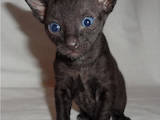 Кошки, котята Корниш-рекс, цена 1400 Грн., Фото