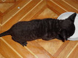 Кошки, котята Корниш-рекс, цена 1400 Грн., Фото