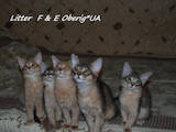 Кішки, кошенята Сомалі, ціна 6000 Грн., Фото