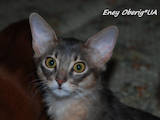 Кошки, котята Сомалийская, цена 6000 Грн., Фото