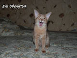 Кошки, котята Сомалийская, цена 6000 Грн., Фото