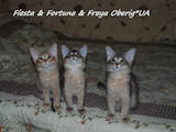 Кішки, кошенята Сомалі, ціна 6000 Грн., Фото