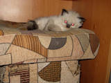 Кошки, котята Балинез, цена 500 Грн., Фото