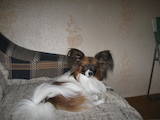 Собаки, щенята Папільон, ціна 4000 Грн., Фото
