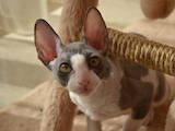 Кішки, кошенята Корніш-рекс, ціна 3600 Грн., Фото