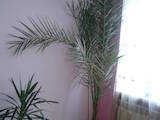 Домашні рослини Пальми, ціна 700 Грн., Фото