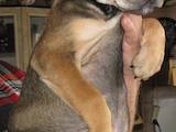 Собаки, щенки Мальоркский бульдог (Ка Де Бо), цена 5000 Грн., Фото