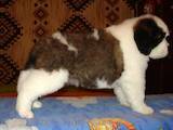 Собаки, щенята Сенбернар, ціна 4000 Грн., Фото