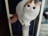Кішки, кошенята Екзотична короткошерста, Фото