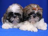 Собаки, щенки Ши-тцу, цена 2500 Грн., Фото