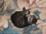 Кошки, котята Кимрская, Фото
