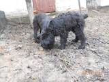 Собаки, щенята Різеншнауцер, ціна 3000 Грн., Фото