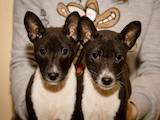 Собаки, щенки Басенджи, цена 8000 Грн., Фото