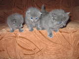 Кошки, котята Британская длинношёрстная, цена 400 Грн., Фото