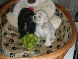 Собаки, щенки Американский коккер, цена 1000 Грн., Фото