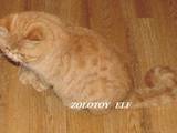 Кошки, котята Экзотическая короткошерстная, цена 3 Грн., Фото