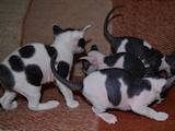 Кішки, кошенята Корніш-рекс, ціна 1000 Грн., Фото