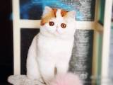 Кошки, котята Экзотическая короткошерстная, цена 700 Грн., Фото