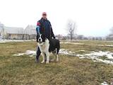 Собаки, щенята Заняття, тренування, ціна 100 Грн., Фото