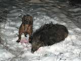 Собаки, щенки Баварская гончая, цена 4800 Грн., Фото