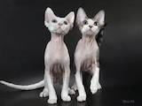 Кішки, кошенята Бурма, ціна 8000 Грн., Фото