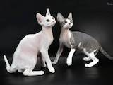 Кішки, кошенята Бурма, ціна 8000 Грн., Фото