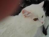 Кішки, кошенята Турецький ван, ціна 100 Грн., Фото