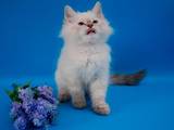 Кошки, котята Невская маскарадная, цена 4000 Грн., Фото