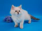 Кошки, котята Невская маскарадная, цена 4000 Грн., Фото