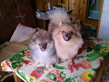Собаки, щенки Малый шпиц, цена 6500 Грн., Фото