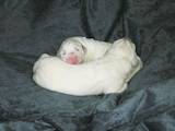 Собаки, щенята Польська підхаланська вівчарка, ціна 6600 Грн., Фото