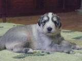 Собаки, щенята Південноросійська вівчарка, ціна 5000 Грн., Фото