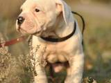 Собаки, щенята Американський бульдог, ціна 3000 Грн., Фото