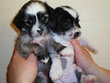 Собаки, щенки Китайская хохлатая собака, цена 3500 Грн., Фото