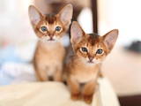 Кішки, кошенята Абіссінська, ціна 5000 Грн., Фото
