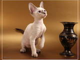 Кошки, котята Рекс, цена 2000 Грн., Фото
