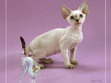 Кішки, кошенята Рекс, ціна 2000 Грн., Фото