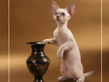 Кошки, котята Девон-рекс, цена 2000 Грн., Фото