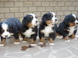 Собаки, щенята Гірський собака Берна, ціна 4000 Грн., Фото
