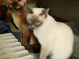 Кішки, кошенята Сіамська, ціна 800 Грн., Фото