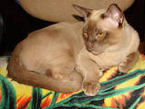 Кішки, кошенята Сіамська, ціна 800 Грн., Фото
