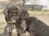 Собаки, щенята Мастіно неаполетано, ціна 4000 Грн., Фото