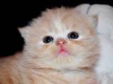 Кошки, котята Хайленд Фолд, цена 600 Грн., Фото