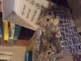 Кішки, кошенята Британська довгошерста, ціна 50 Грн., Фото