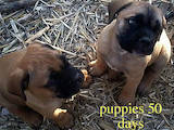 Собаки, щенки Бульмастиф, цена 3500 Грн., Фото