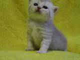 Кошки, котята Американская короткошерстная, цена 1900 Грн., Фото